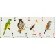 Birds Playing Cards (WK 15061)
