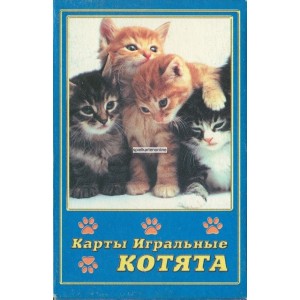 Katzen / Cats (WK 11799)